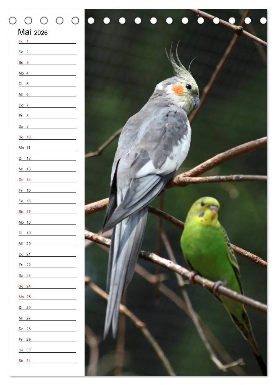 Bild: 9783516421910 | Der Nymphensittich-Terminplaner (Tischkalender 2026 DIN A5 hoch),...