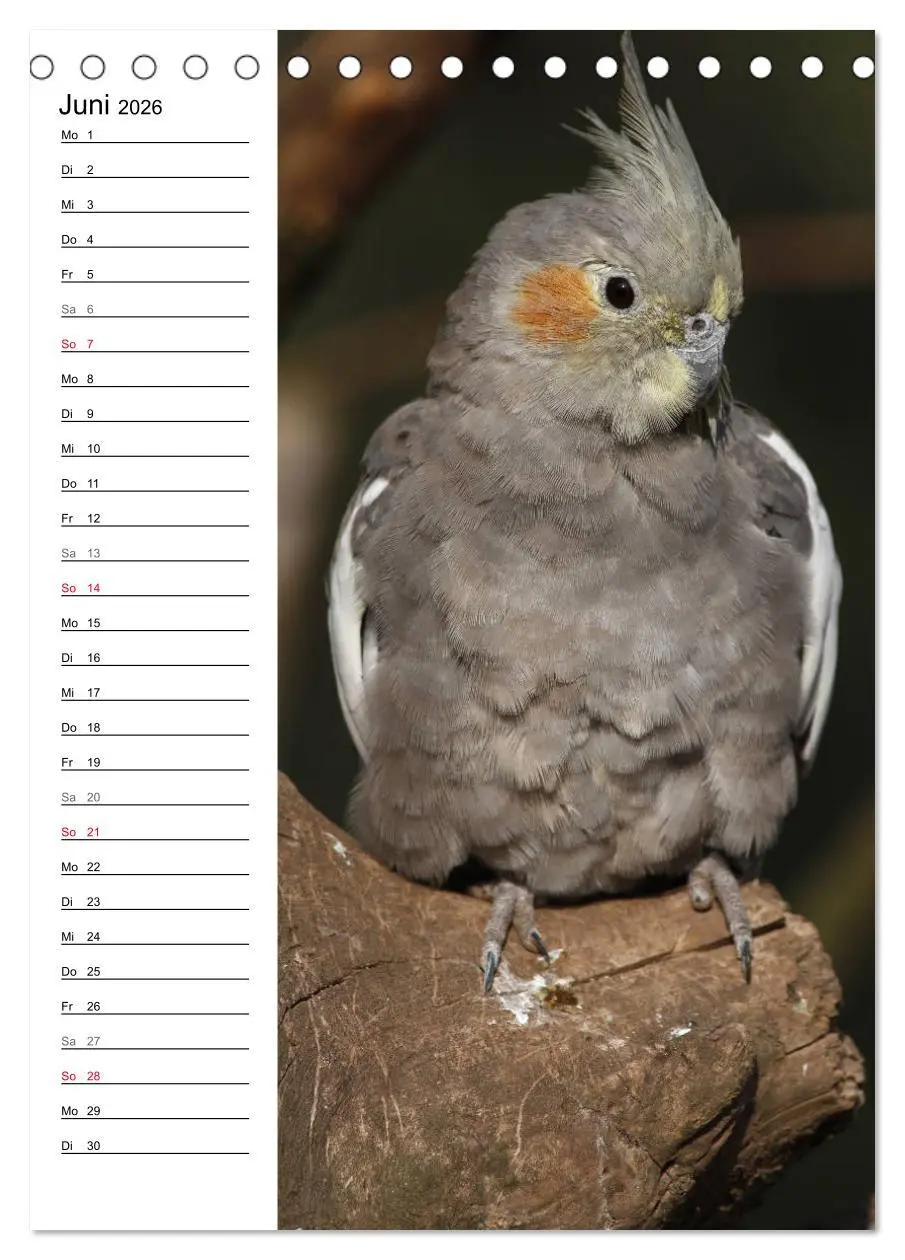 Bild: 9783516421910 | Der Nymphensittich-Terminplaner (Tischkalender 2026 DIN A5 hoch),...