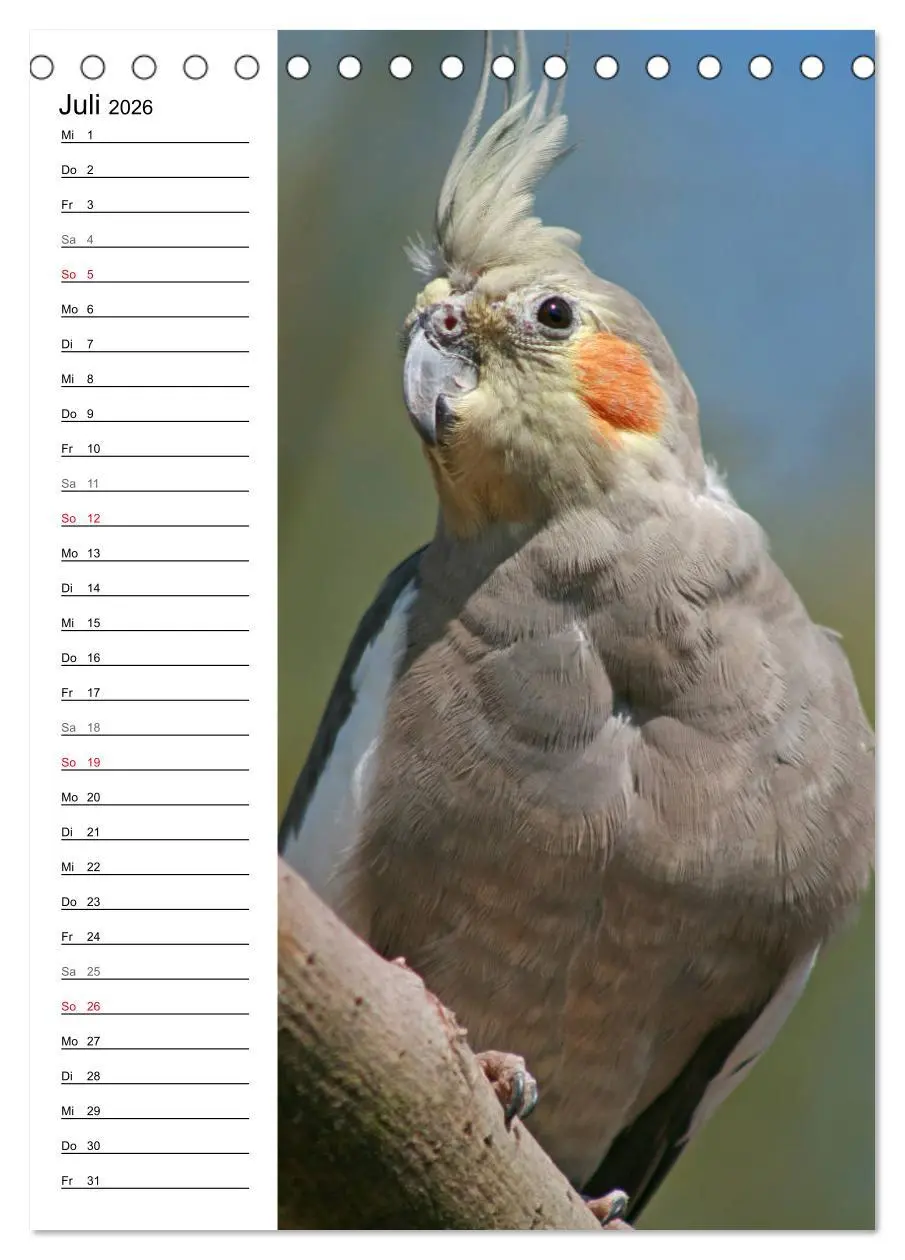 Bild: 9783516421910 | Der Nymphensittich-Terminplaner (Tischkalender 2026 DIN A5 hoch),...