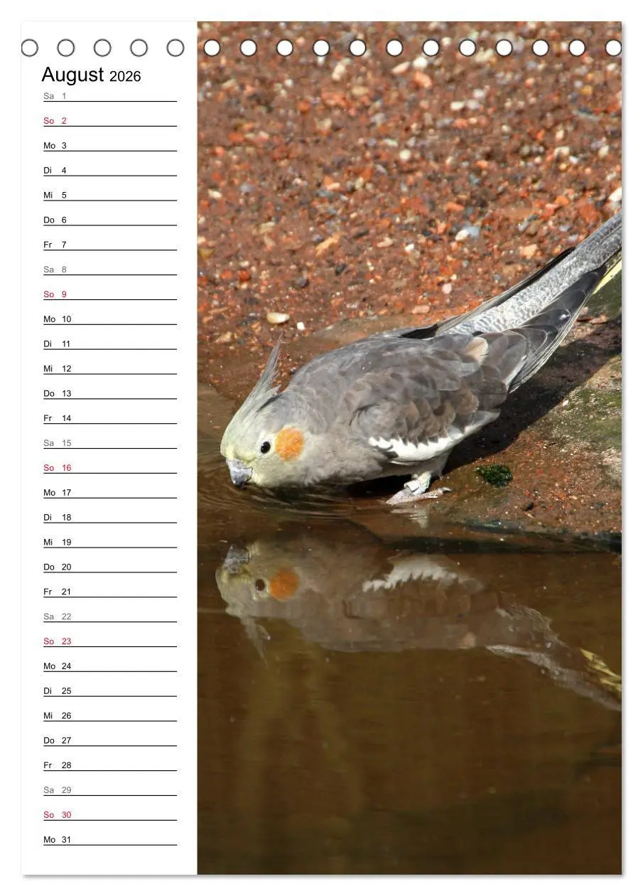 Bild: 9783516421910 | Der Nymphensittich-Terminplaner (Tischkalender 2026 DIN A5 hoch),...