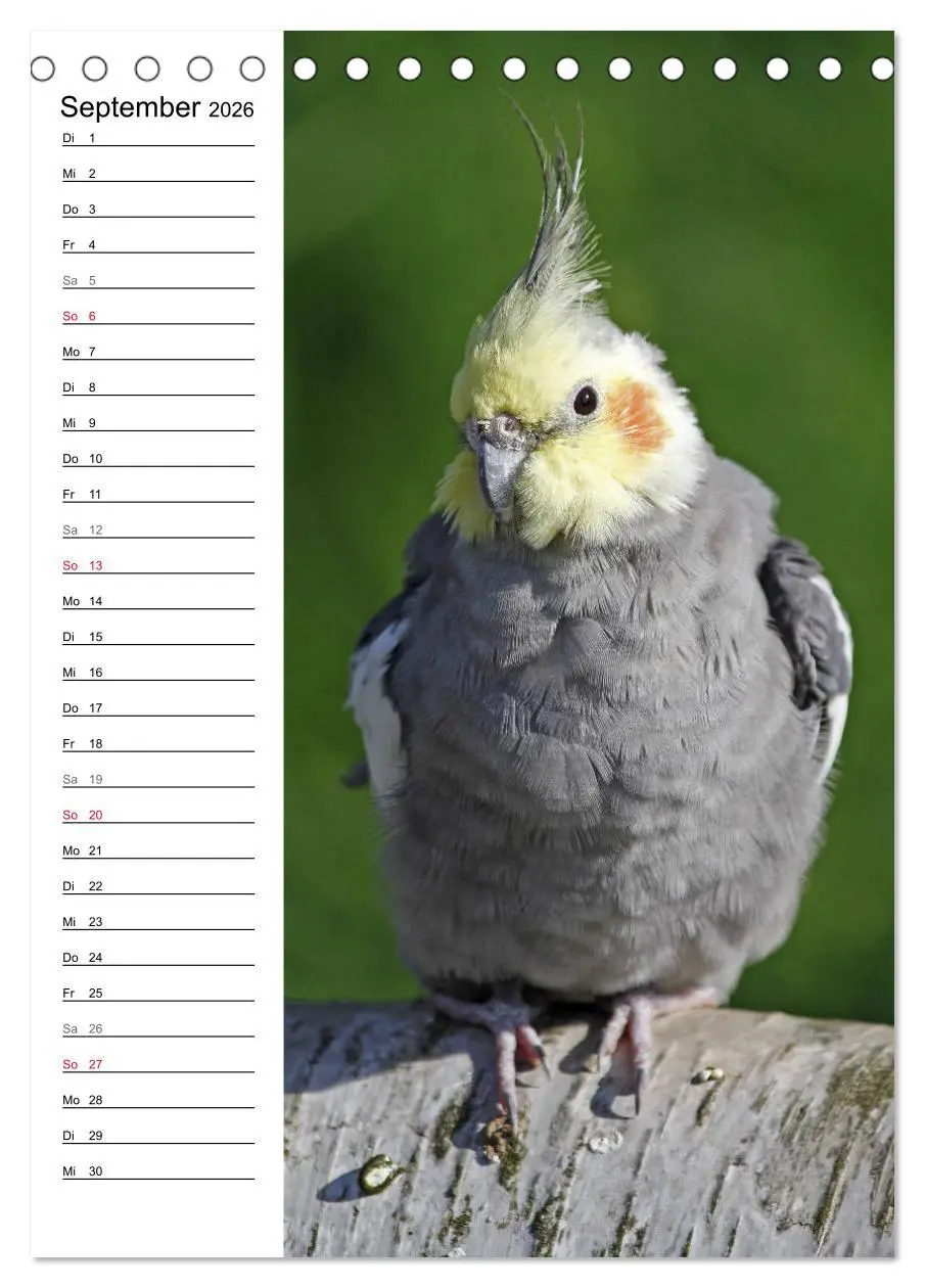 Bild: 9783516421910 | Der Nymphensittich-Terminplaner (Tischkalender 2026 DIN A5 hoch),...