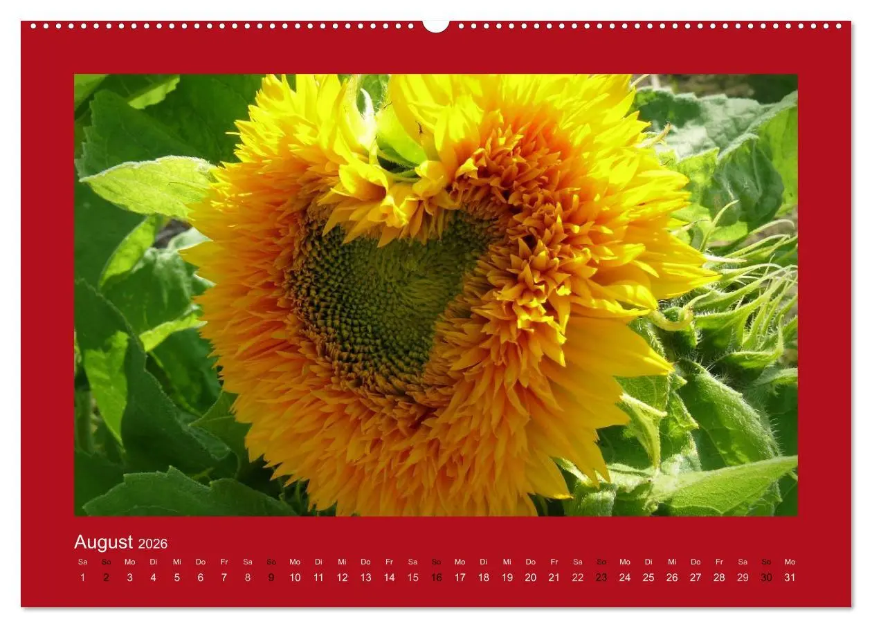 Bild: 9783516002010 | Botschaften mit Herz! (Wandkalender 2026 DIN A2 quer), CALVENDO...