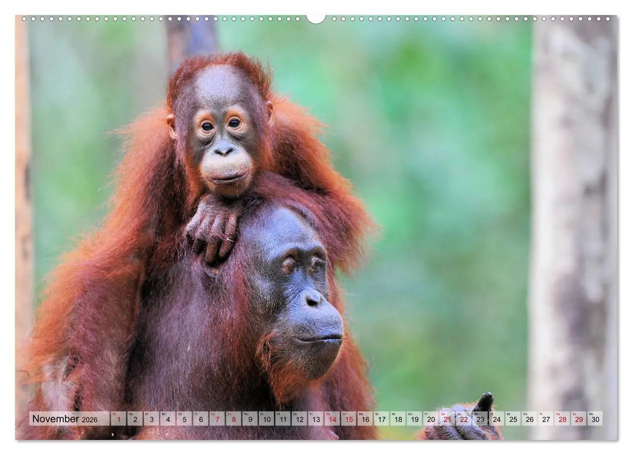 Bild: 9783457692110 | Orang Utans: Zu Besuch im Regenwald (hochwertiger Premium...
