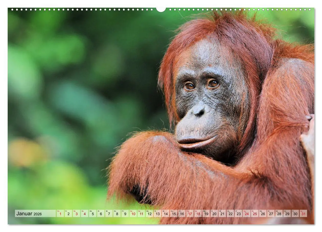 Bild: 9783457692110 | Orang Utans: Zu Besuch im Regenwald (hochwertiger Premium...