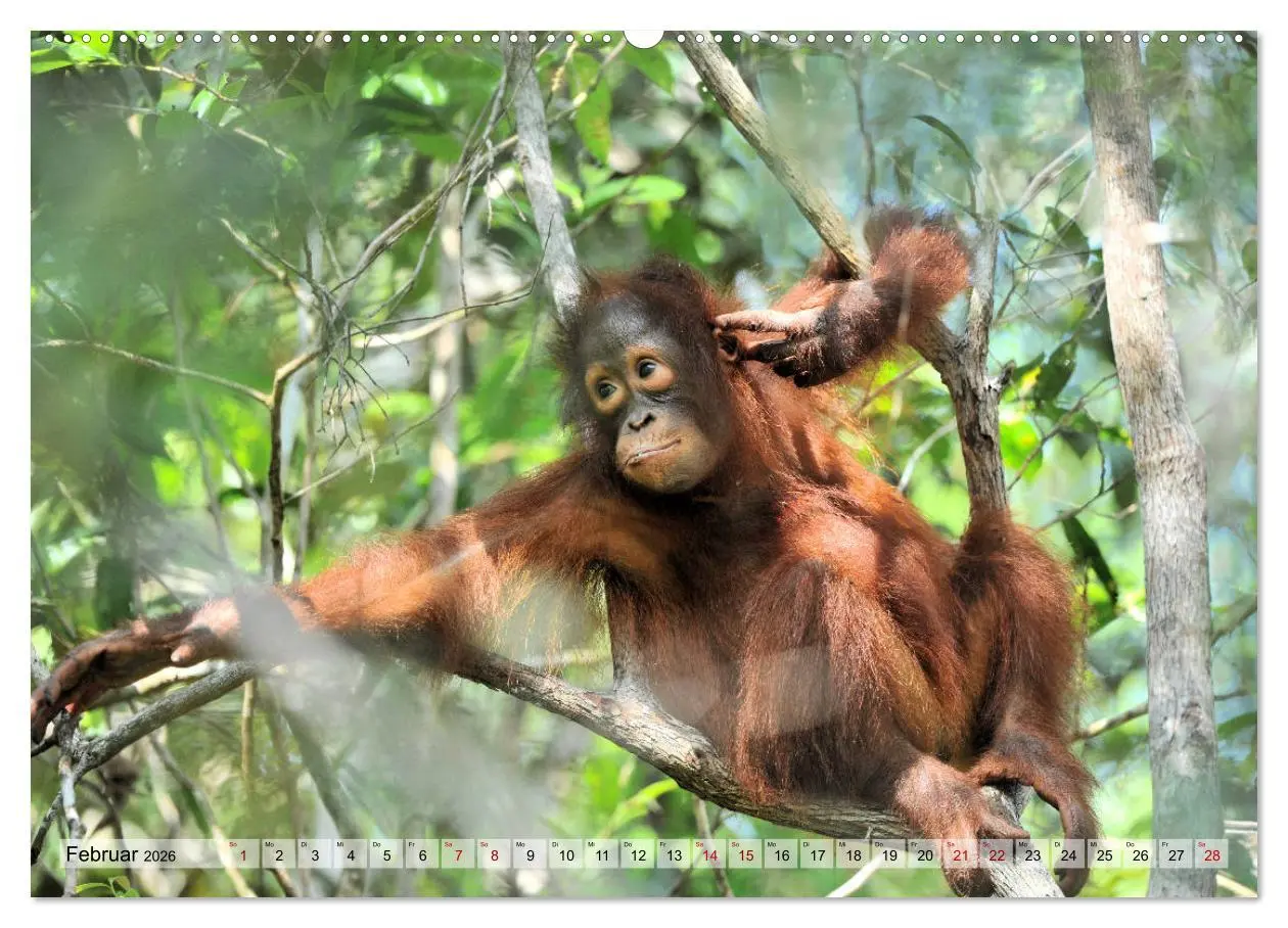 Bild: 9783457692110 | Orang Utans: Zu Besuch im Regenwald (hochwertiger Premium...