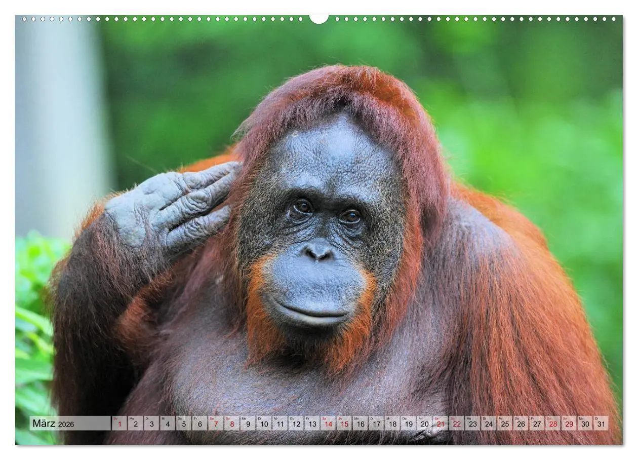 Bild: 9783457692110 | Orang Utans: Zu Besuch im Regenwald (hochwertiger Premium...