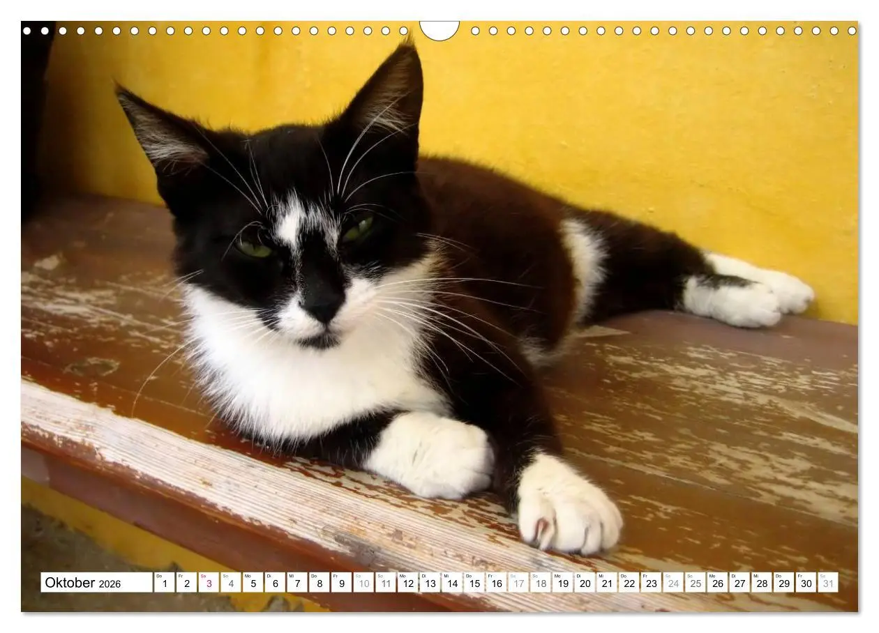 Bild: 9783516152210 | Katzen der Kykladen (Wandkalender 2026 DIN A3 quer), CALVENDO...