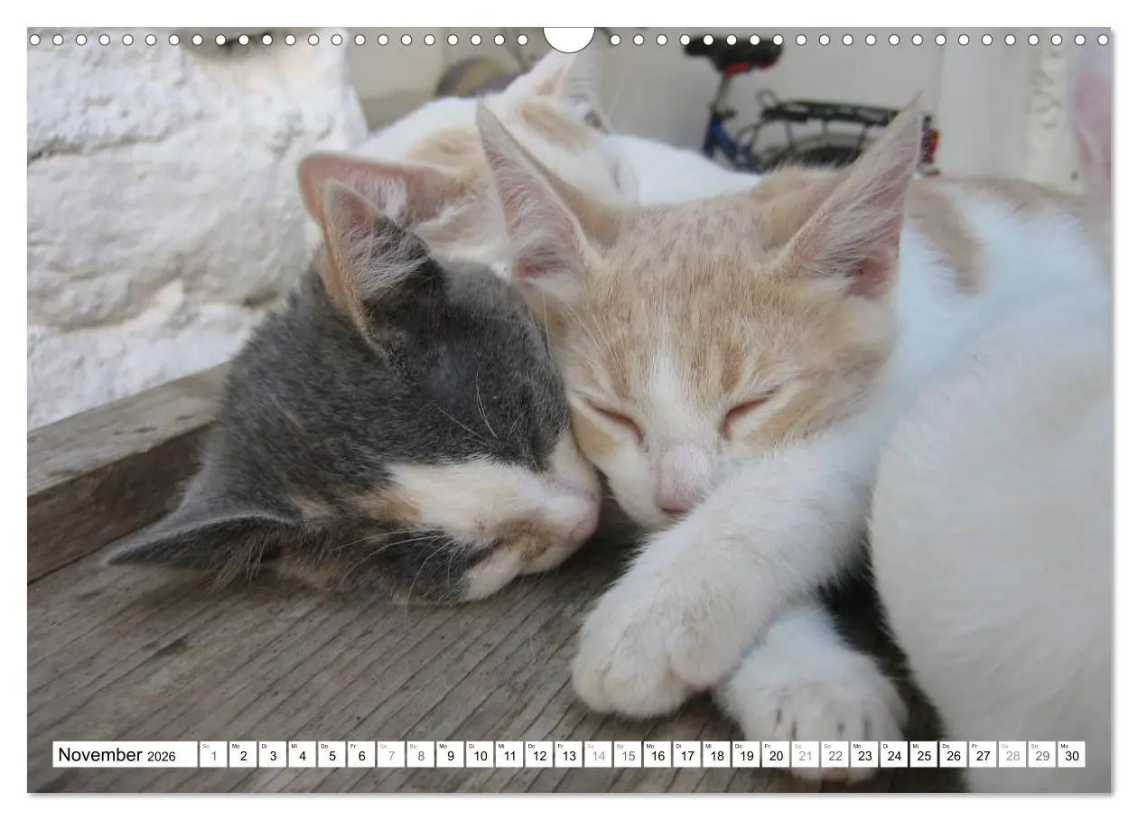 Bild: 9783516152210 | Katzen der Kykladen (Wandkalender 2026 DIN A3 quer), CALVENDO...