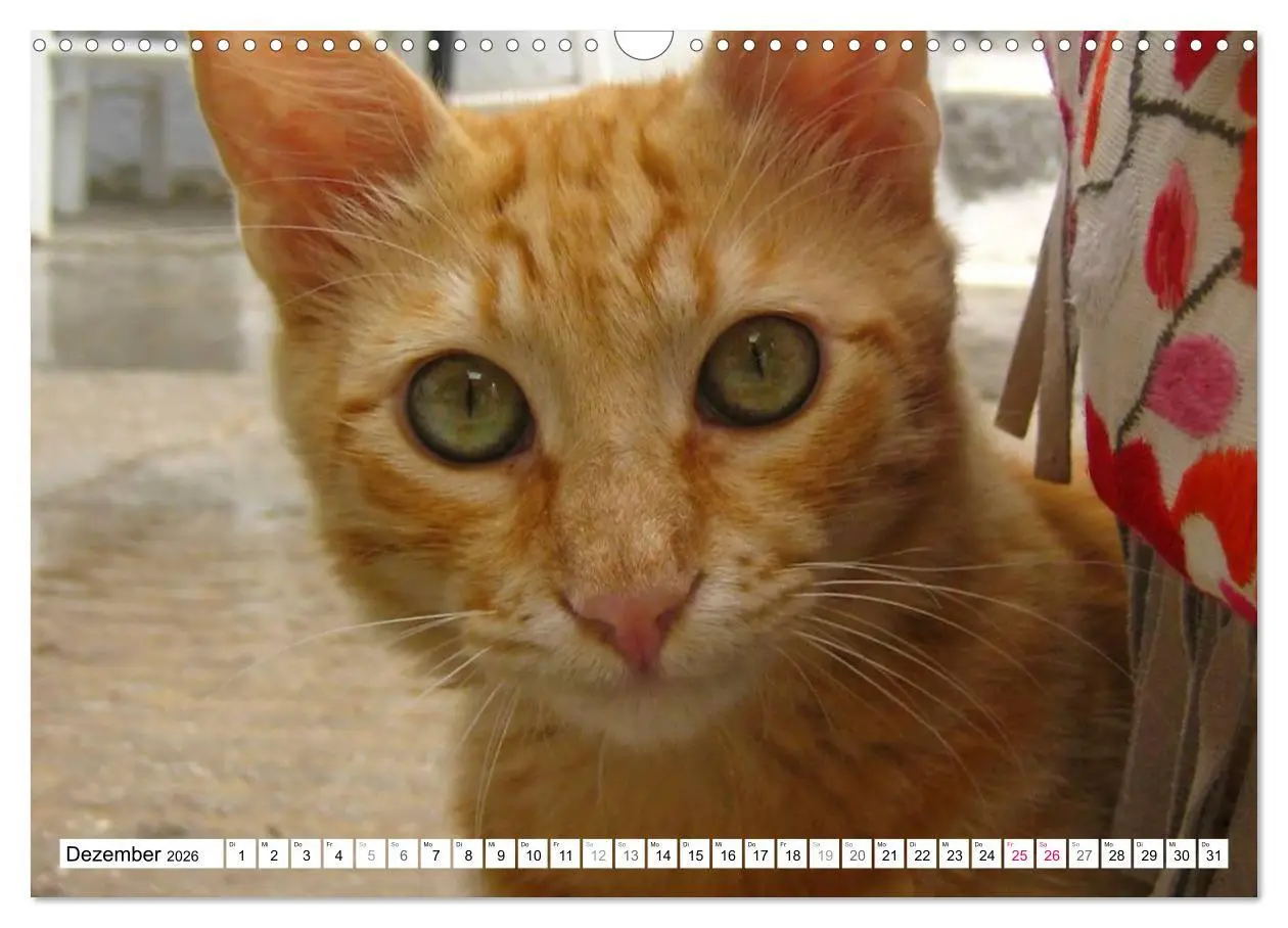 Bild: 9783516152210 | Katzen der Kykladen (Wandkalender 2026 DIN A3 quer), CALVENDO...