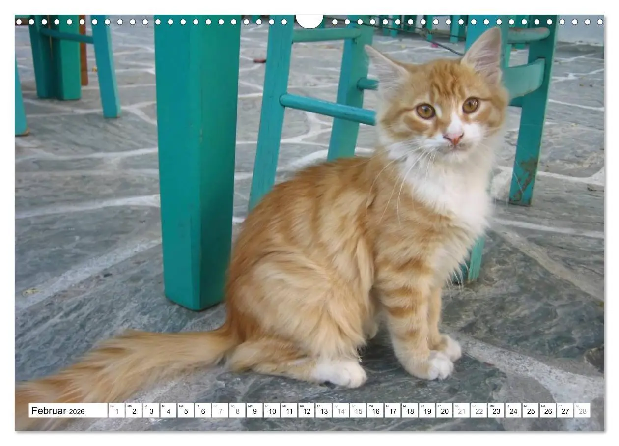Bild: 9783516152210 | Katzen der Kykladen (Wandkalender 2026 DIN A3 quer), CALVENDO...