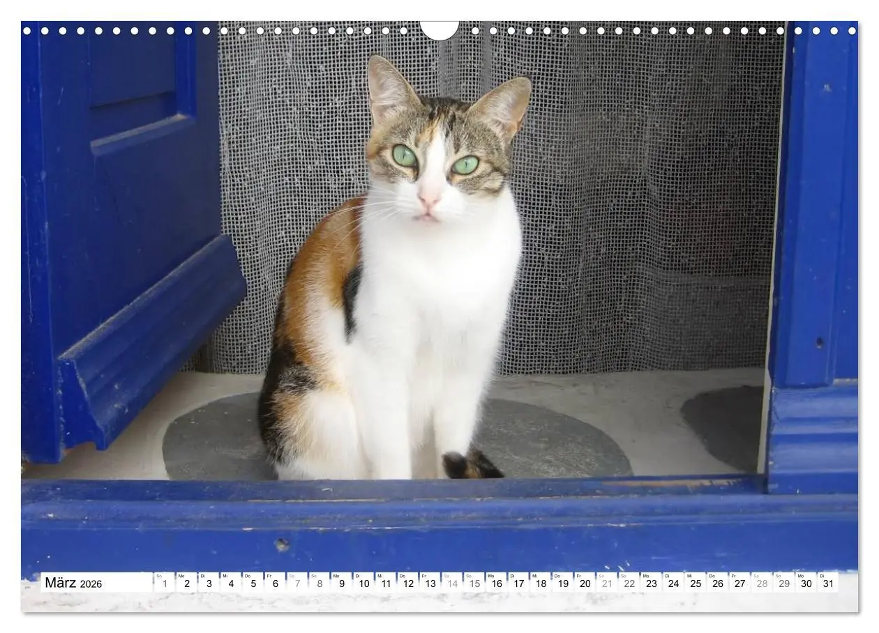Bild: 9783516152210 | Katzen der Kykladen (Wandkalender 2026 DIN A3 quer), CALVENDO...