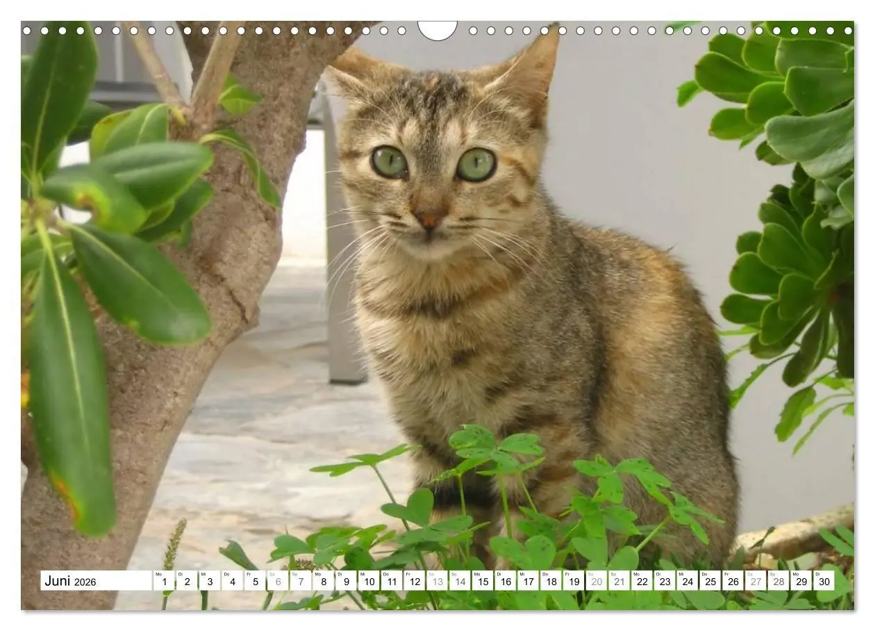 Bild: 9783516152210 | Katzen der Kykladen (Wandkalender 2026 DIN A3 quer), CALVENDO...