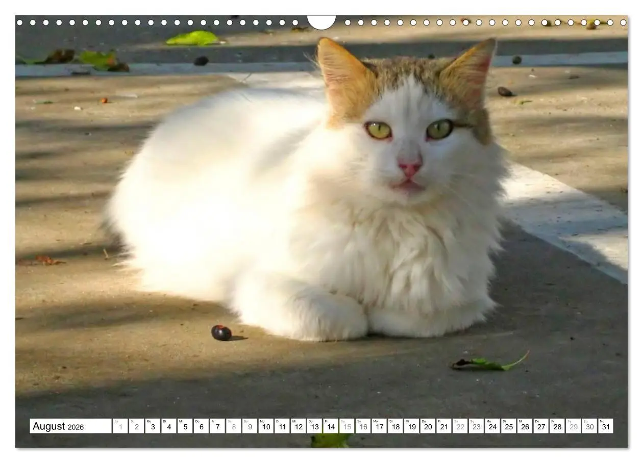 Bild: 9783516152210 | Katzen der Kykladen (Wandkalender 2026 DIN A3 quer), CALVENDO...