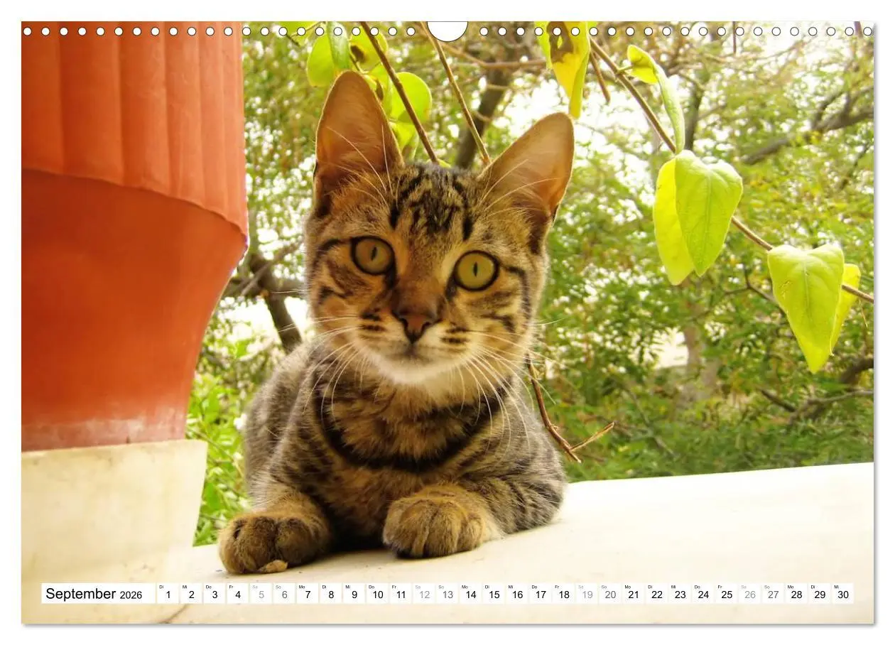 Bild: 9783516152210 | Katzen der Kykladen (Wandkalender 2026 DIN A3 quer), CALVENDO...