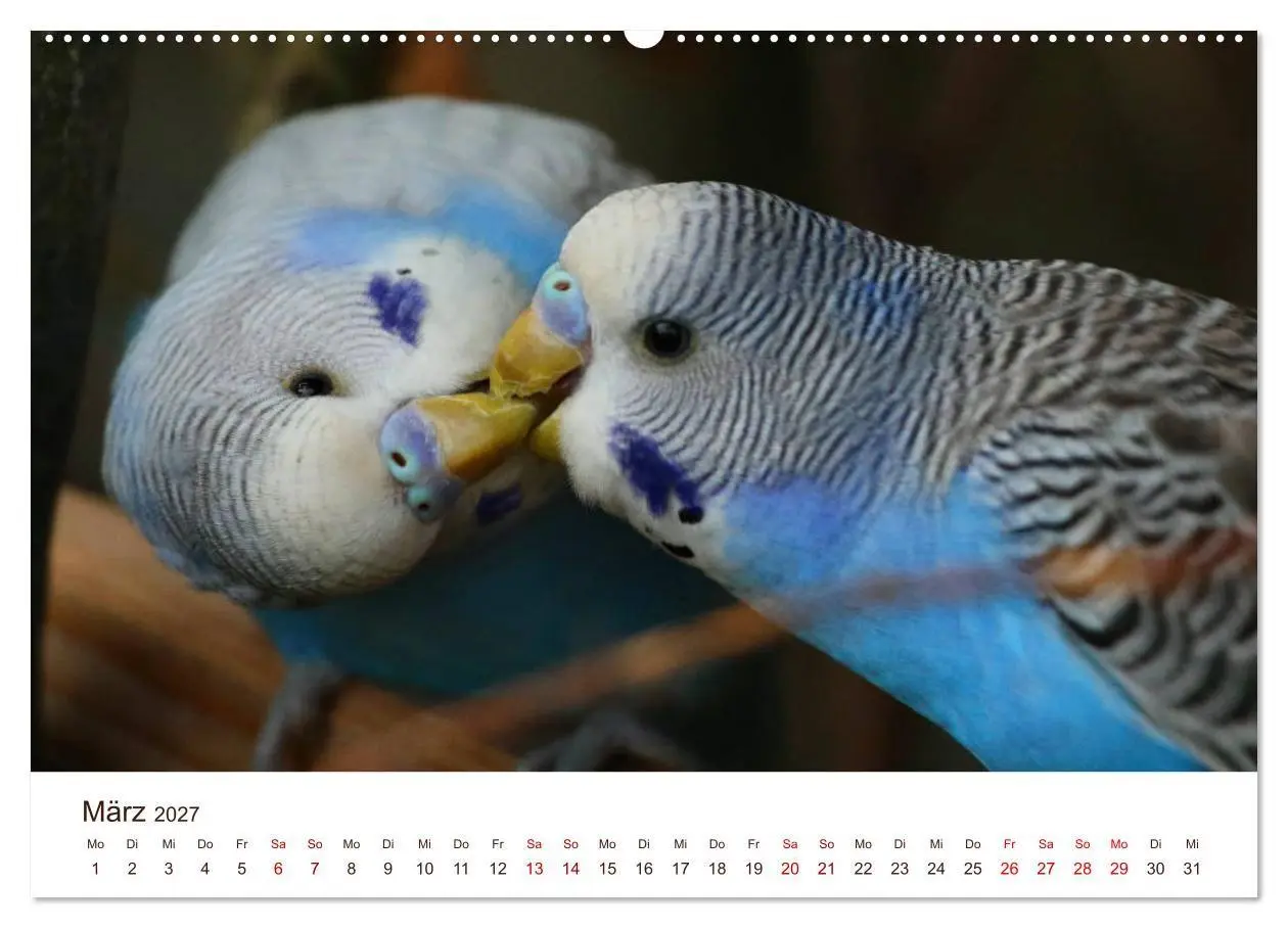 Bild: 9783569792210 | Wellensittiche - der NEUE Kalender (hochwertiger Premium...