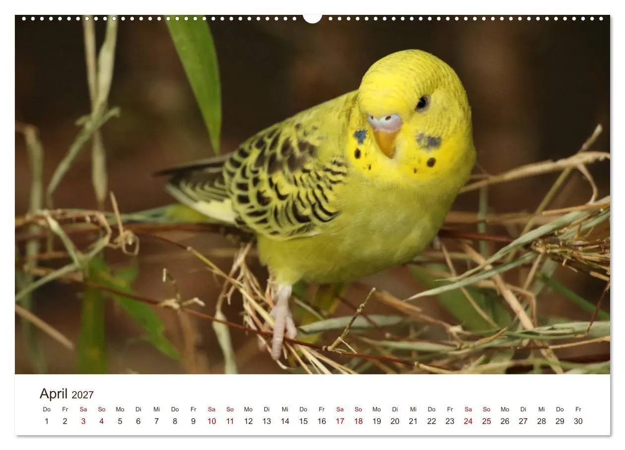 Bild: 9783569792210 | Wellensittiche - der NEUE Kalender (hochwertiger Premium...