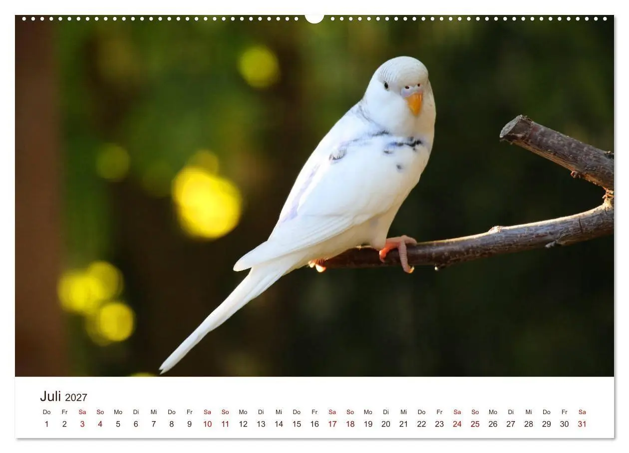 Bild: 9783569792210 | Wellensittiche - der NEUE Kalender (hochwertiger Premium...