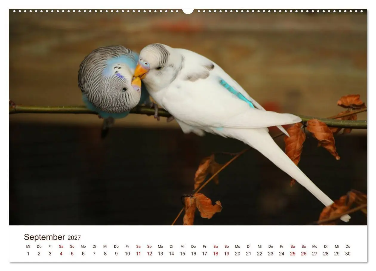 Bild: 9783569792210 | Wellensittiche - der NEUE Kalender (hochwertiger Premium...