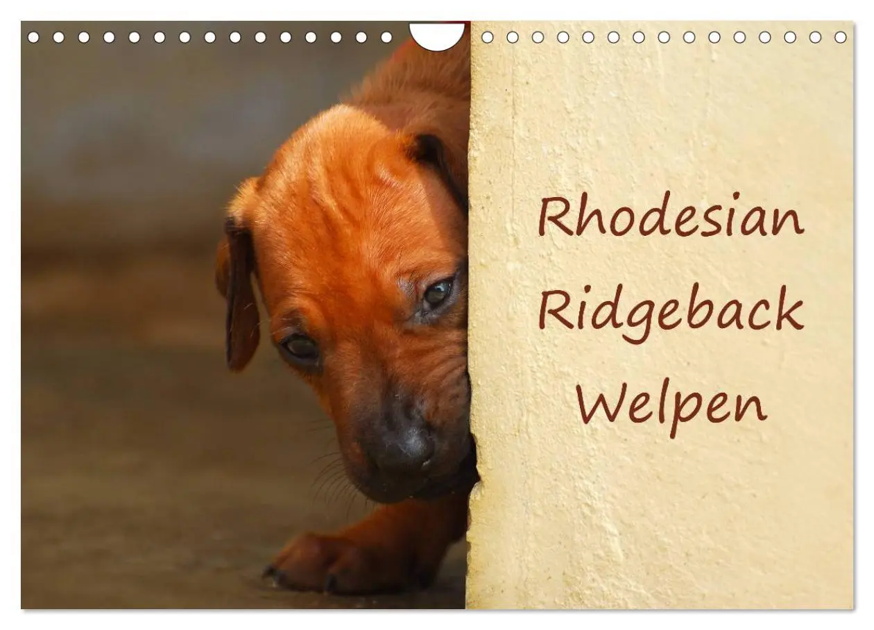 Cover: 9783516072310 | Rhodesian Ridgeback Welpen (Wandkalender 2026 DIN A4 quer),...