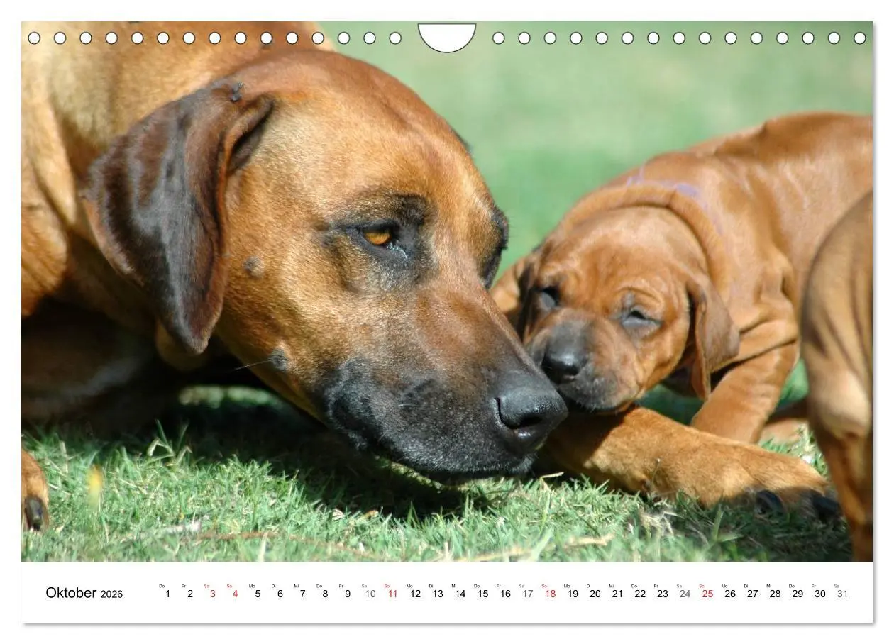 Bild: 9783516072310 | Rhodesian Ridgeback Welpen (Wandkalender 2026 DIN A4 quer),...