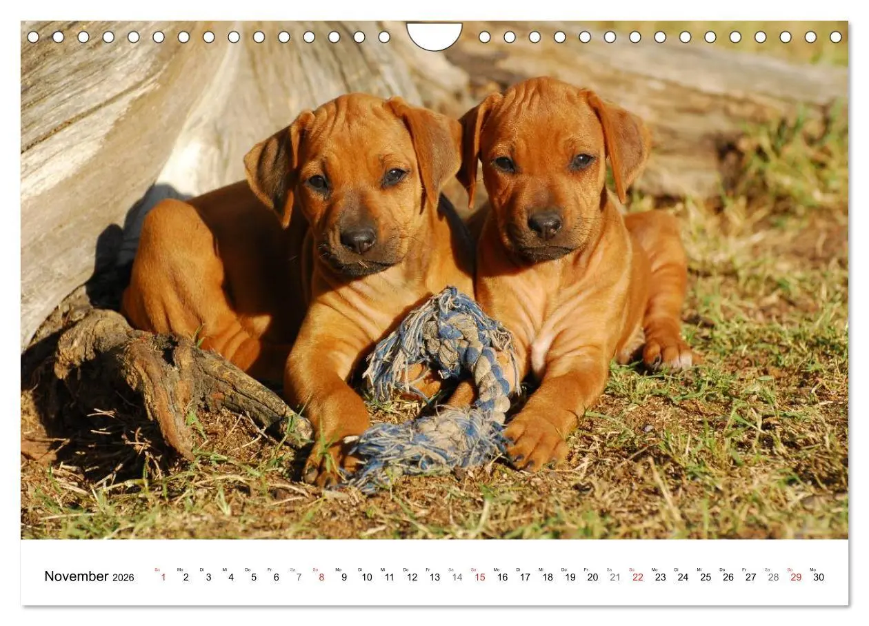 Bild: 9783516072310 | Rhodesian Ridgeback Welpen (Wandkalender 2026 DIN A4 quer),...