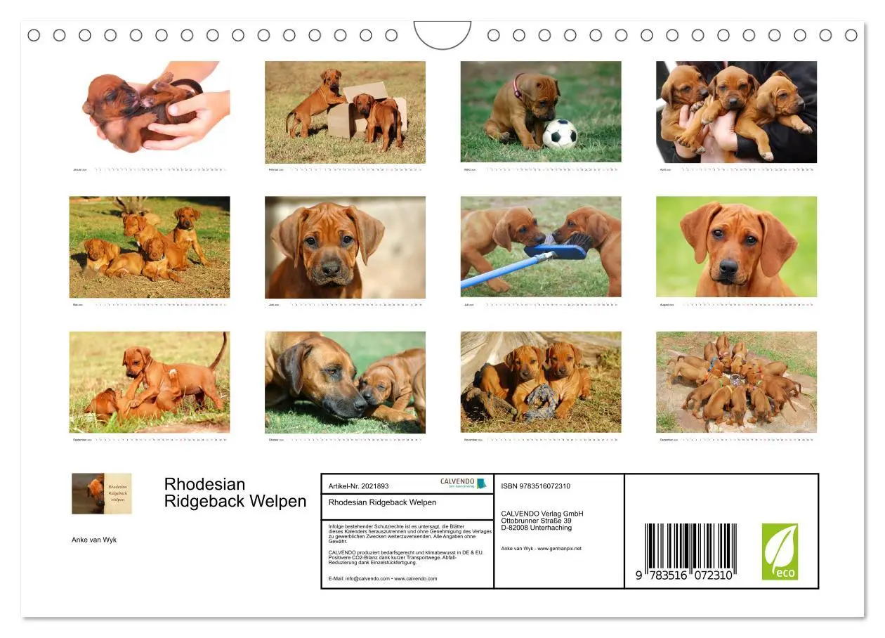 Bild: 9783516072310 | Rhodesian Ridgeback Welpen (Wandkalender 2026 DIN A4 quer),...