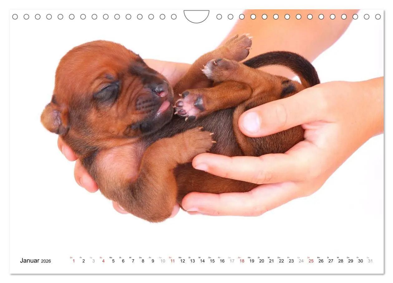 Bild: 9783516072310 | Rhodesian Ridgeback Welpen (Wandkalender 2026 DIN A4 quer),...