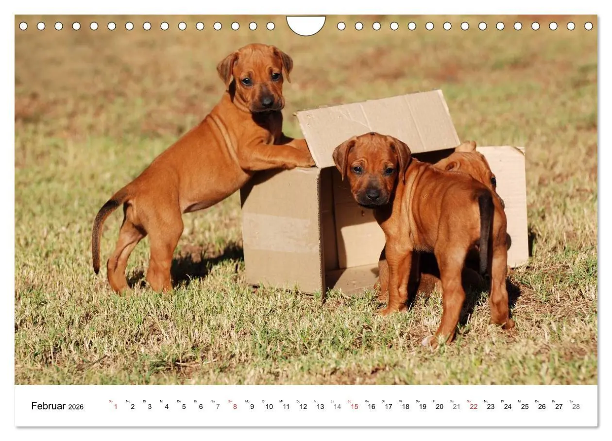 Bild: 9783516072310 | Rhodesian Ridgeback Welpen (Wandkalender 2026 DIN A4 quer),...