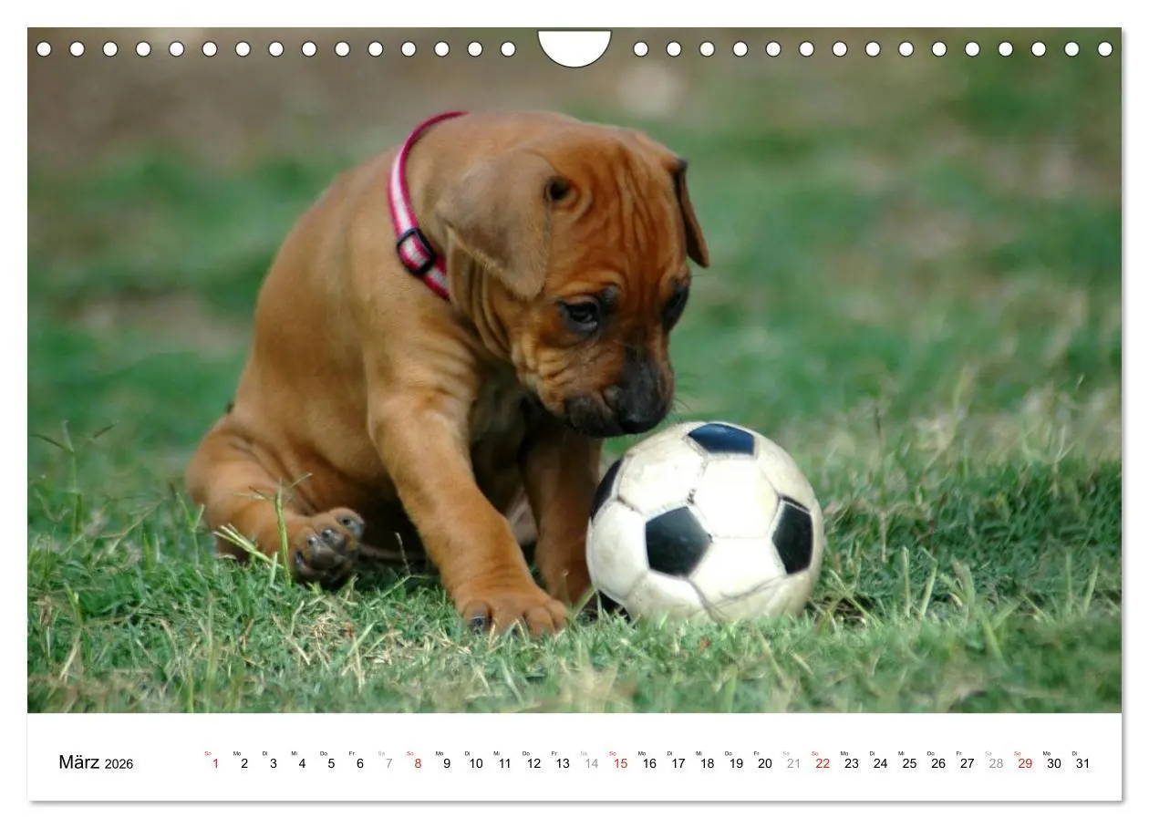 Bild: 9783516072310 | Rhodesian Ridgeback Welpen (Wandkalender 2026 DIN A4 quer),...