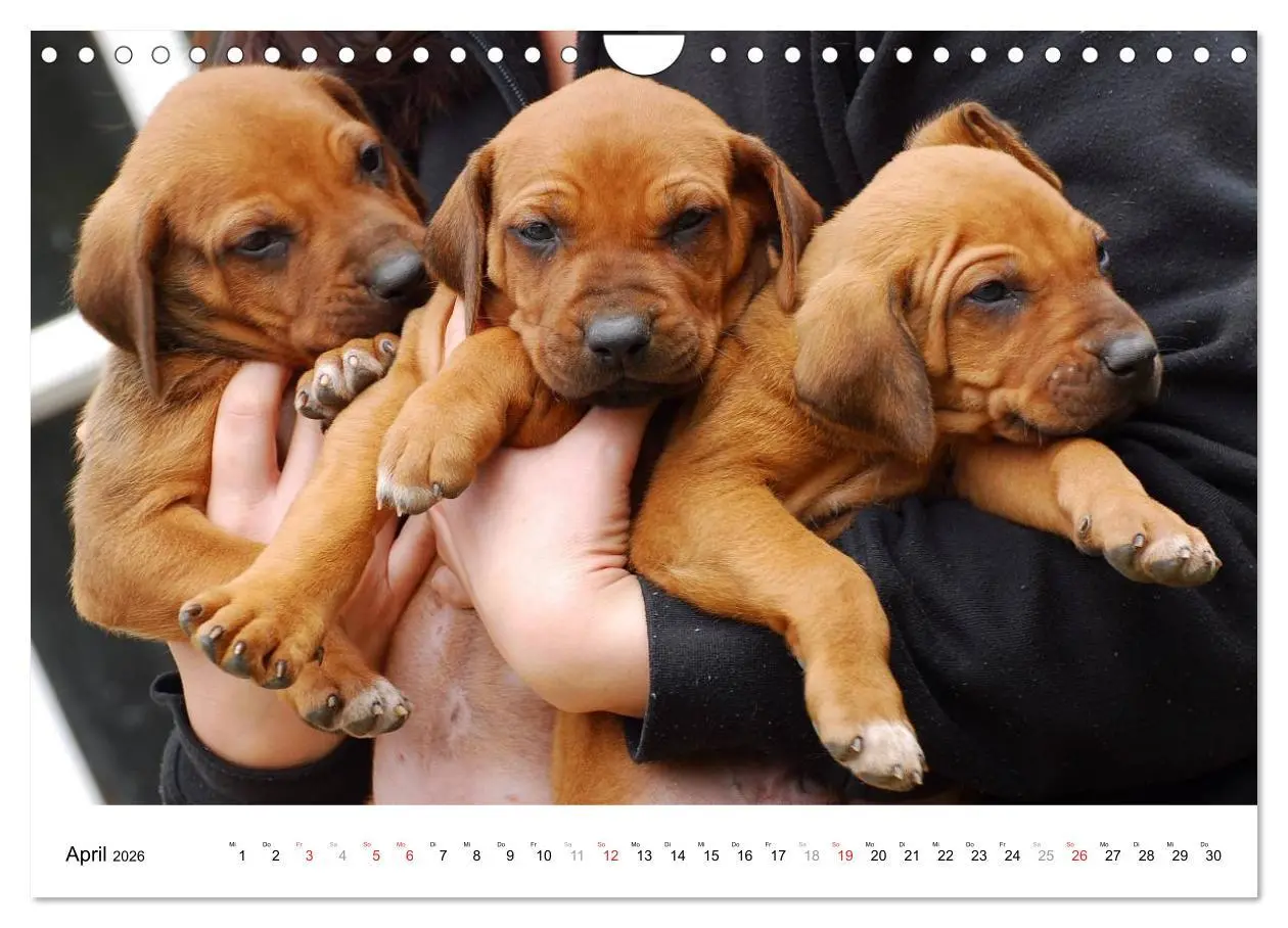 Bild: 9783516072310 | Rhodesian Ridgeback Welpen (Wandkalender 2026 DIN A4 quer),...