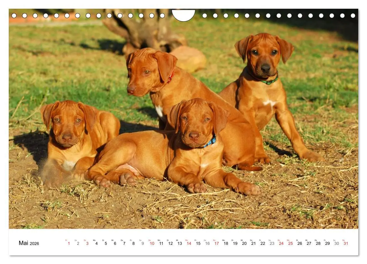 Bild: 9783516072310 | Rhodesian Ridgeback Welpen (Wandkalender 2026 DIN A4 quer),...