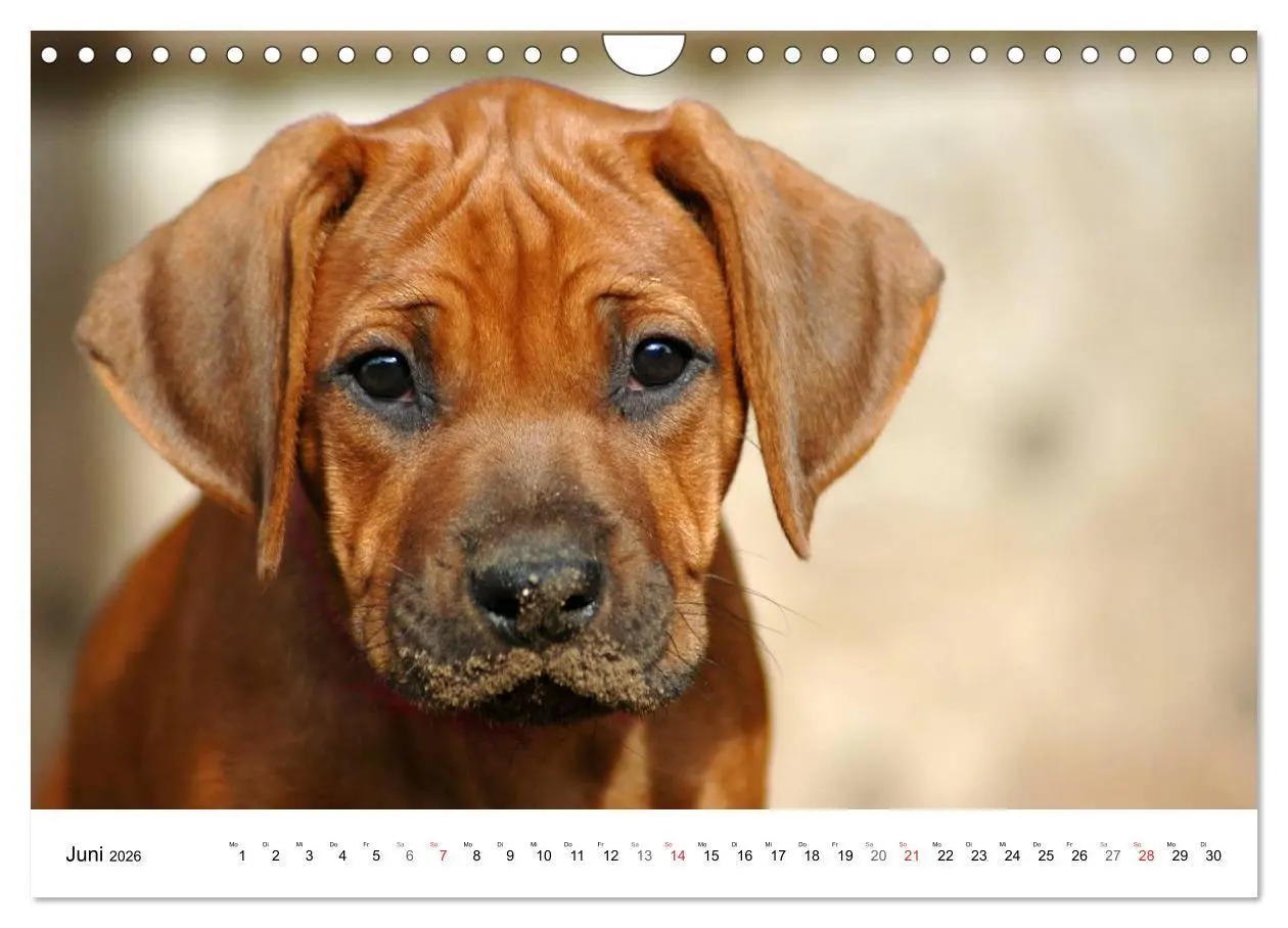 Bild: 9783516072310 | Rhodesian Ridgeback Welpen (Wandkalender 2026 DIN A4 quer),...