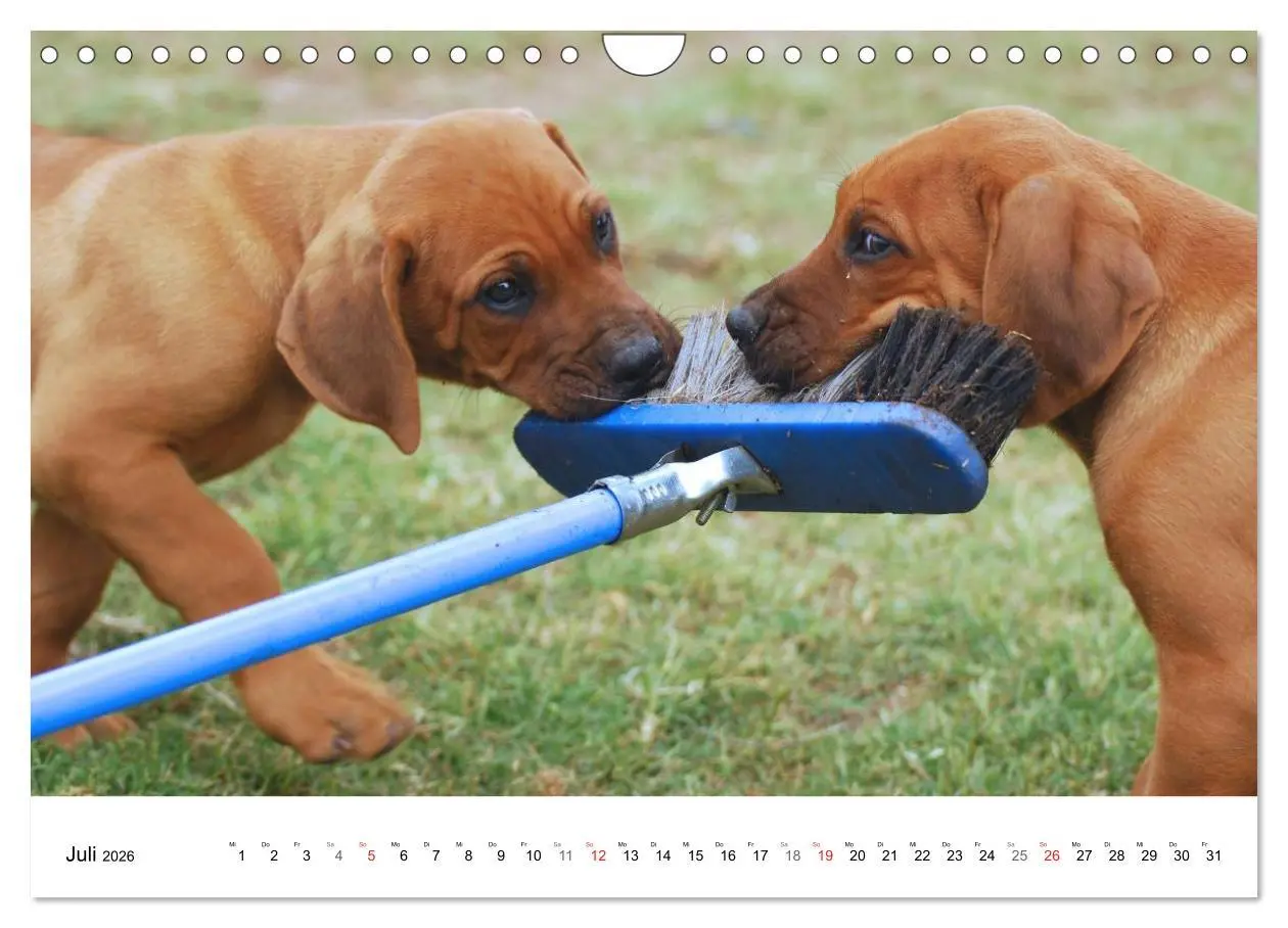 Bild: 9783516072310 | Rhodesian Ridgeback Welpen (Wandkalender 2026 DIN A4 quer),...