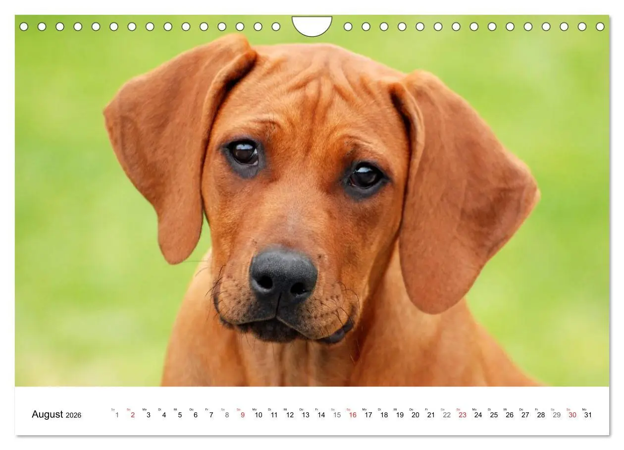 Bild: 9783516072310 | Rhodesian Ridgeback Welpen (Wandkalender 2026 DIN A4 quer),...