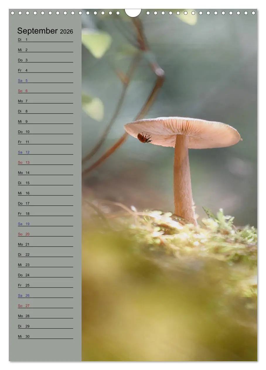 Bild: 9783516372410 | Pastell-Zauber (Wandkalender 2026 DIN A3 hoch), CALVENDO...