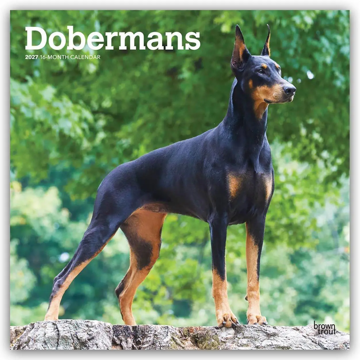 Cover: 9798330712410 | Dobermans - Dobermann 2027 - 16-Monatskalender | Browntrout Publishers