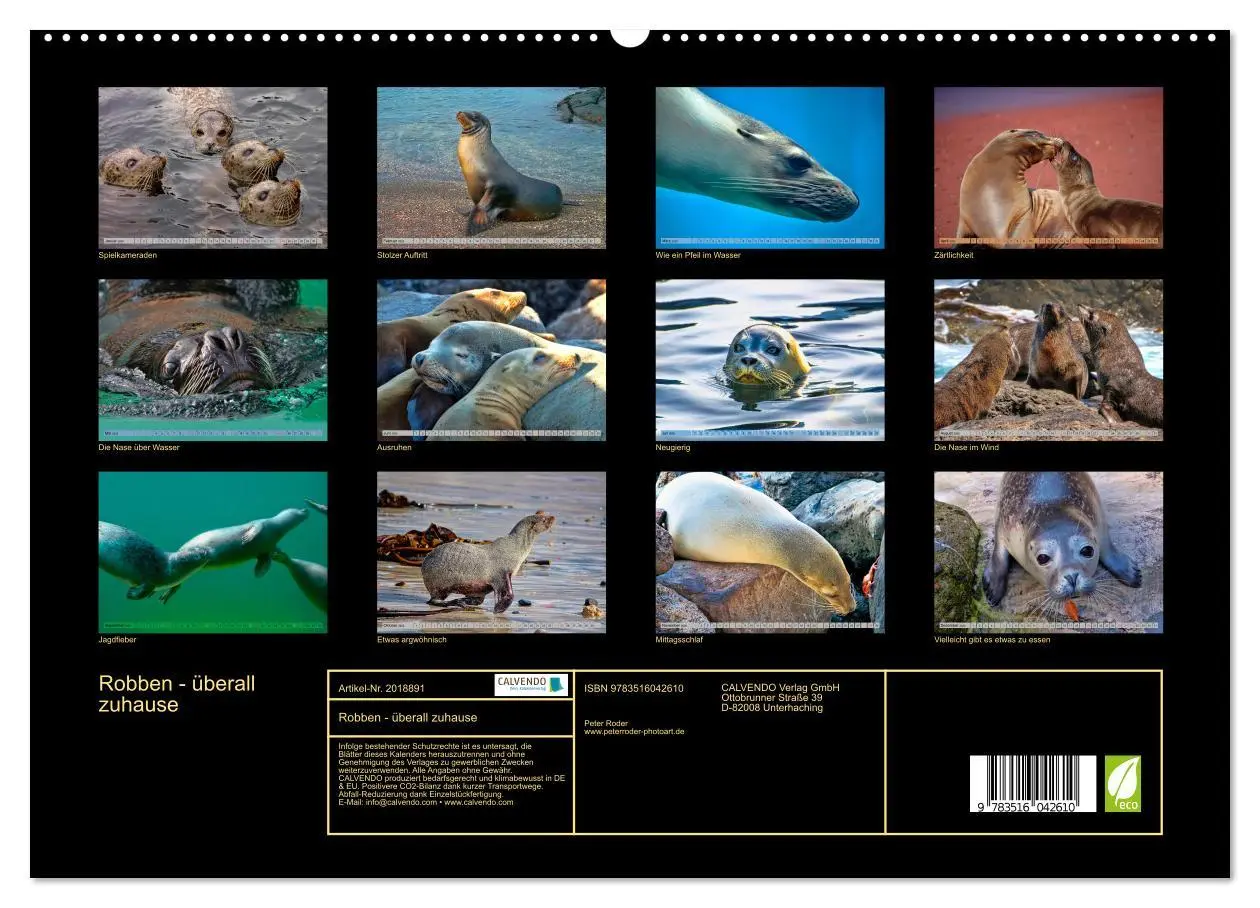 Bild: 9783516042610 | Robben - überall zuhause (hochwertiger Premium Wandkalender 2026...