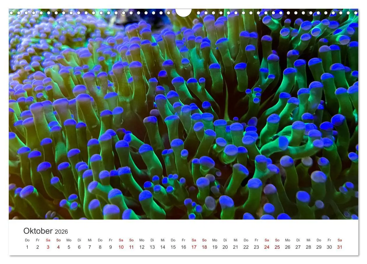 Bild: 9783457562710 | Tiefsee - Ein Abenteuer ins Unbekannte. (Wandkalender 2026 DIN A3...