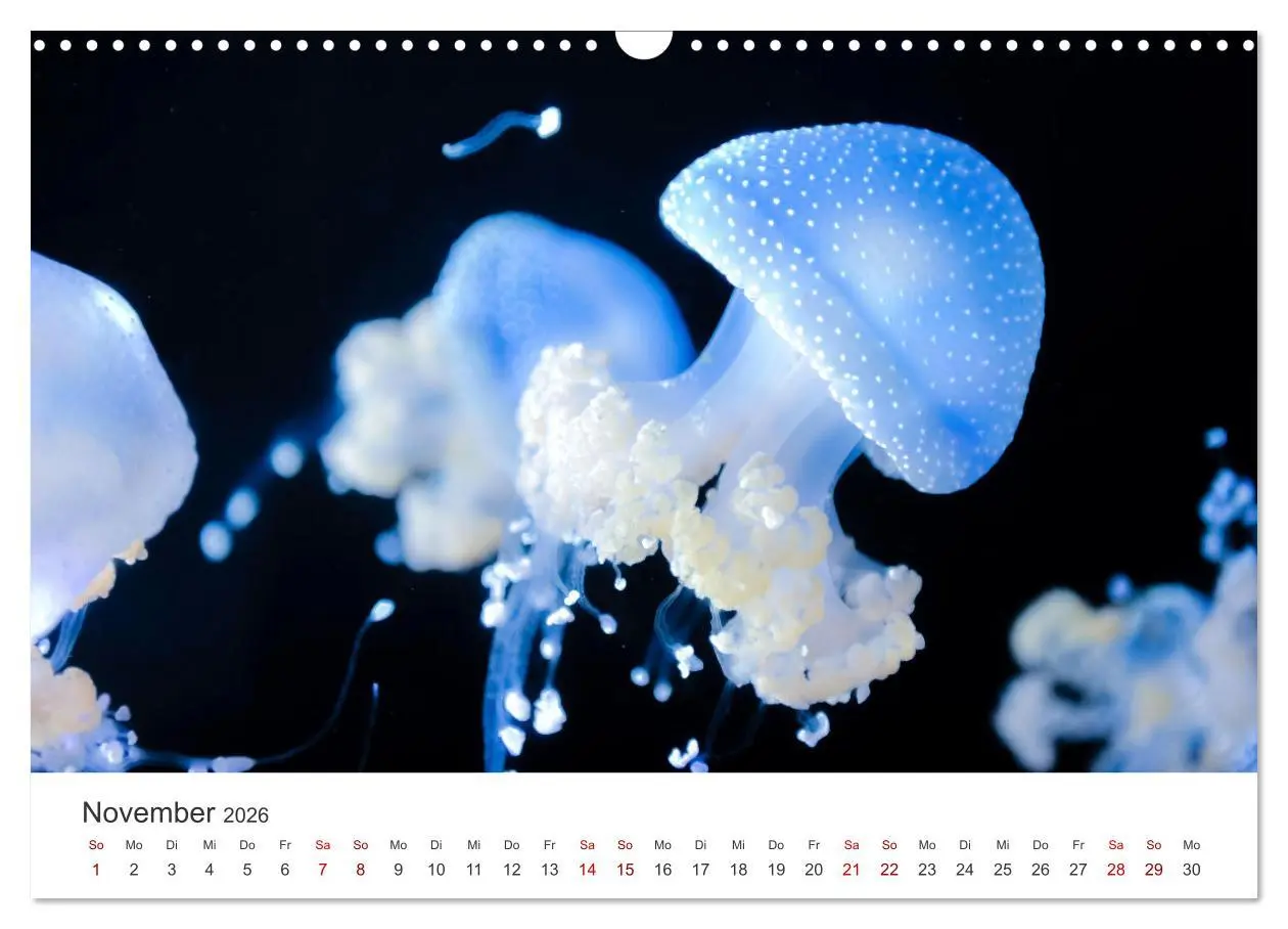 Bild: 9783457562710 | Tiefsee - Ein Abenteuer ins Unbekannte. (Wandkalender 2026 DIN A3...