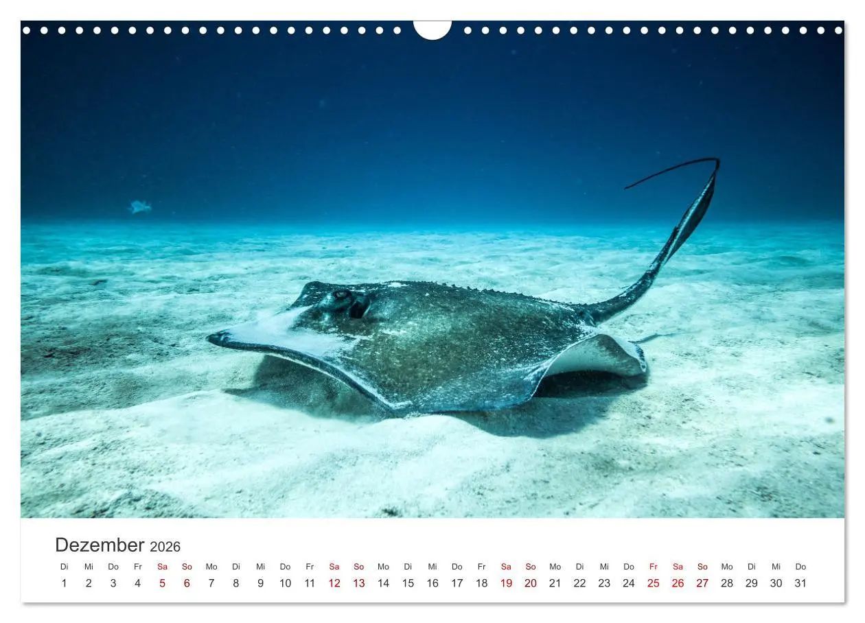 Bild: 9783457562710 | Tiefsee - Ein Abenteuer ins Unbekannte. (Wandkalender 2026 DIN A3...
