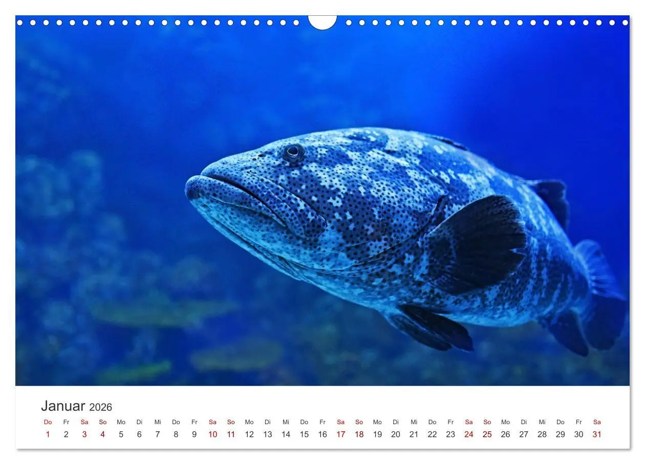 Bild: 9783457562710 | Tiefsee - Ein Abenteuer ins Unbekannte. (Wandkalender 2026 DIN A3...