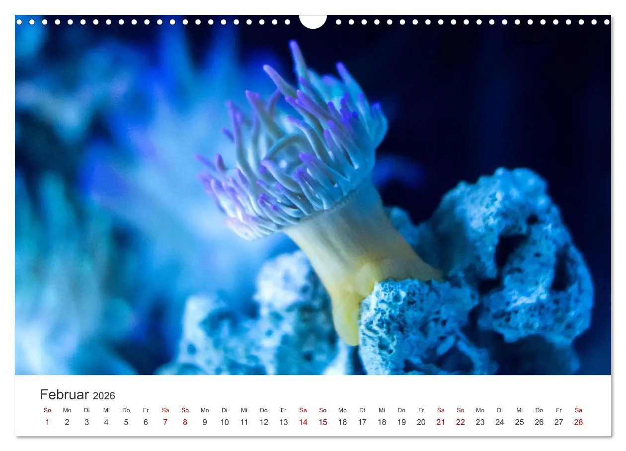 Bild: 9783457562710 | Tiefsee - Ein Abenteuer ins Unbekannte. (Wandkalender 2026 DIN A3...