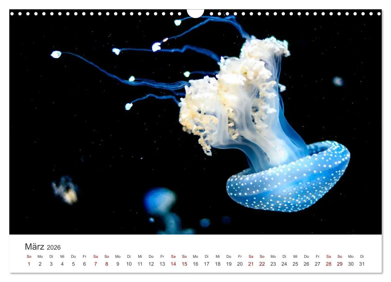Bild: 9783457562710 | Tiefsee - Ein Abenteuer ins Unbekannte. (Wandkalender 2026 DIN A3...