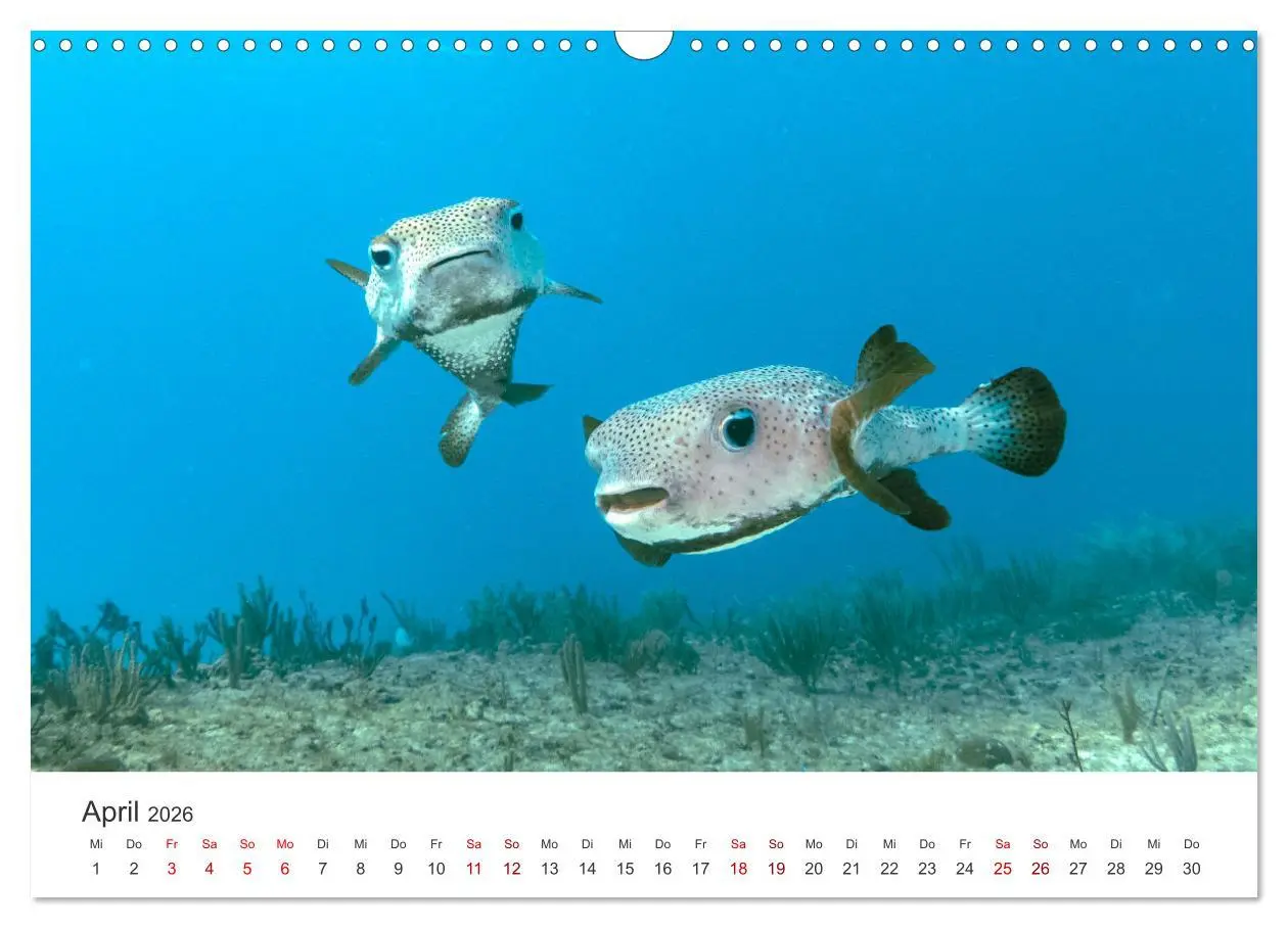 Bild: 9783457562710 | Tiefsee - Ein Abenteuer ins Unbekannte. (Wandkalender 2026 DIN A3...