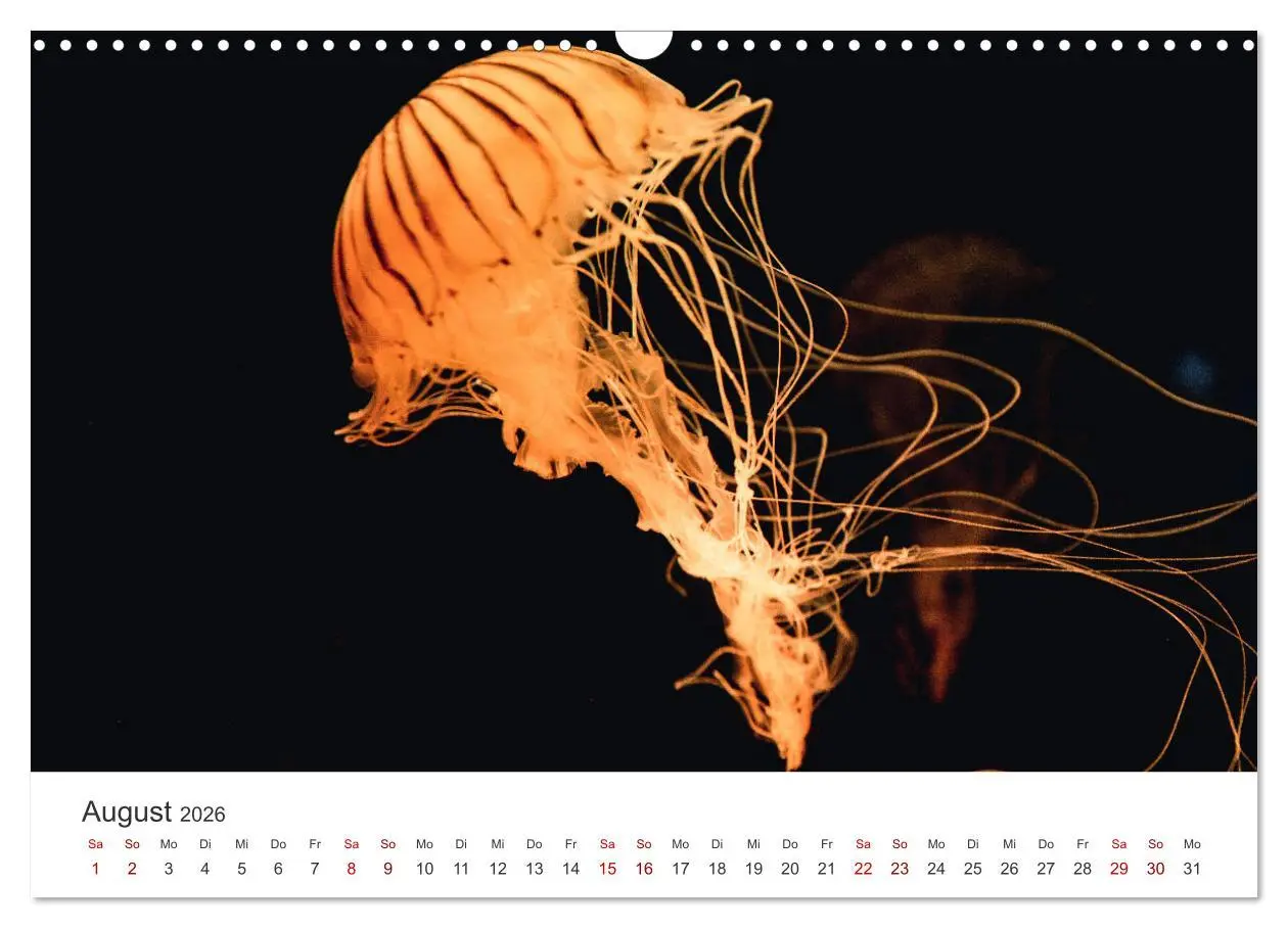 Bild: 9783457562710 | Tiefsee - Ein Abenteuer ins Unbekannte. (Wandkalender 2026 DIN A3...