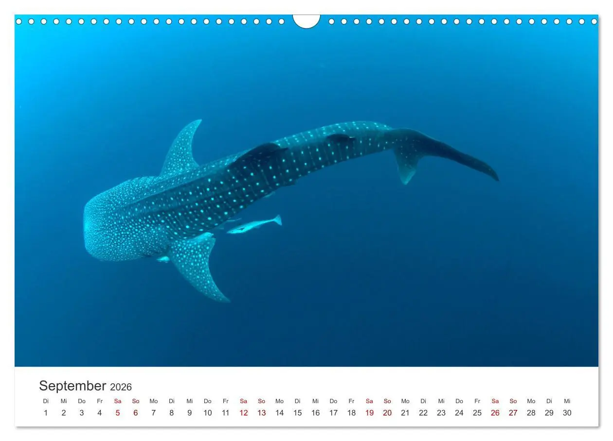 Bild: 9783457562710 | Tiefsee - Ein Abenteuer ins Unbekannte. (Wandkalender 2026 DIN A3...