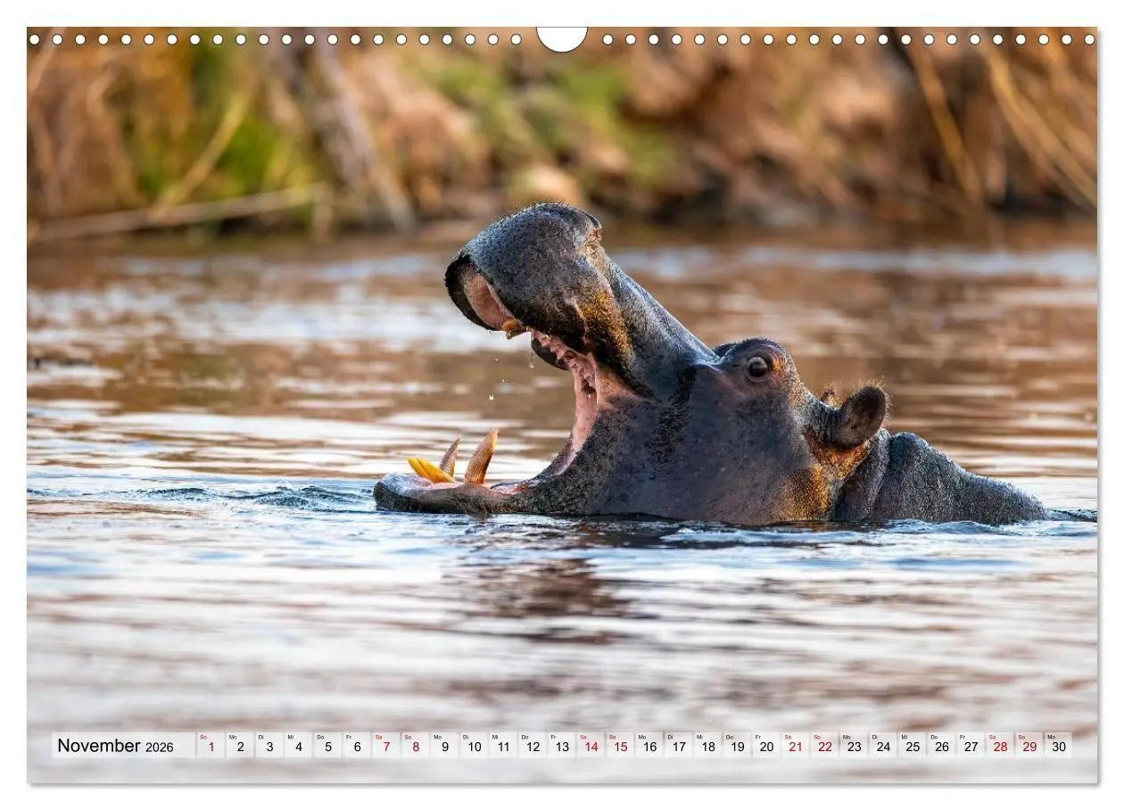 Bild: 9783516722710 | Namibia - Simbabwe - Botswana Leben zwischen Wüste und Wildnis...