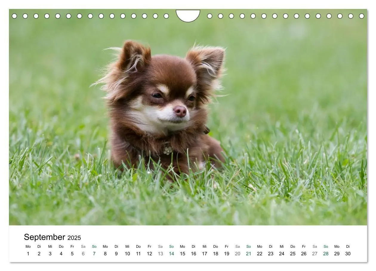 Bild: 9783435772810 | Chihuahuas - kleine Herzensbrecher (Wandkalender 2025 DIN A4 quer),...