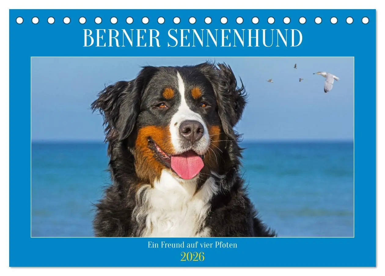 Cover: 9783457482810 | Berner Sennenhund - Ein Freund auf vier Pfoten (Tischkalender 2026...
