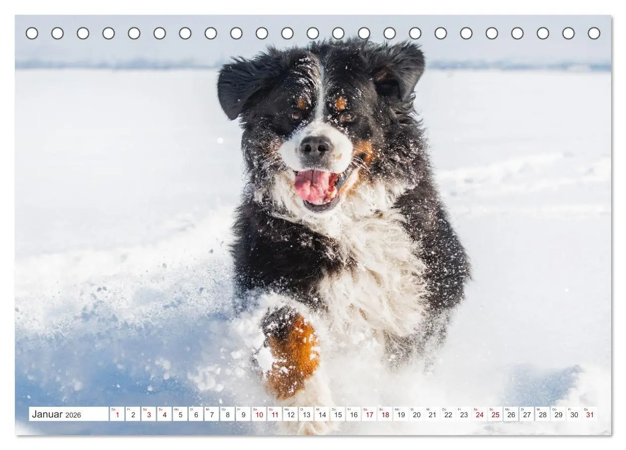 Bild: 9783457482810 | Berner Sennenhund - Ein Freund auf vier Pfoten (Tischkalender 2026...